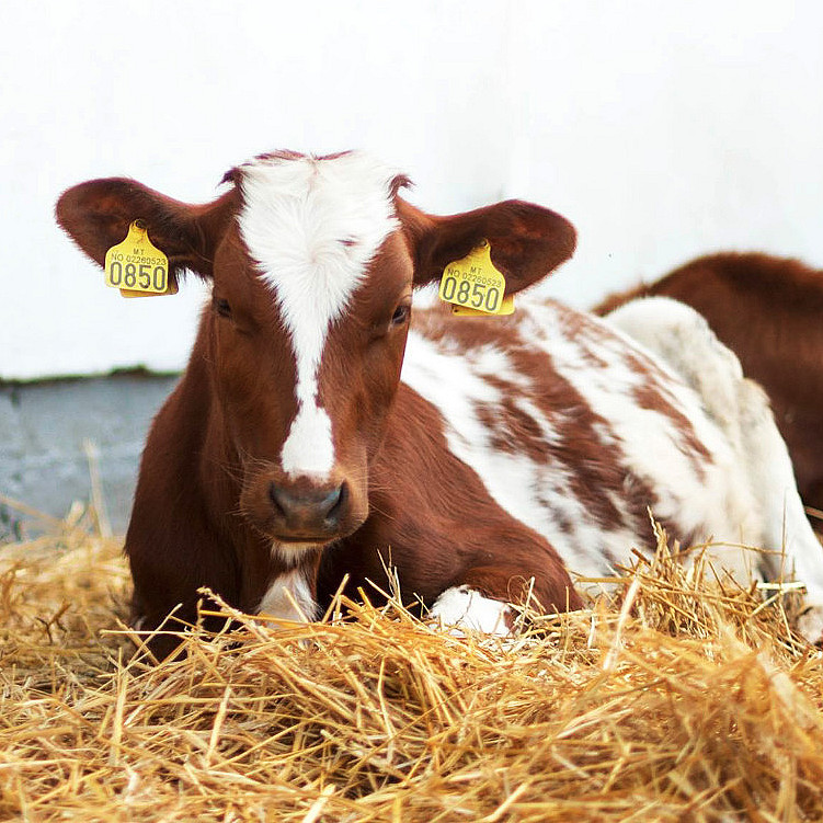 Dyrepasser for en dag
