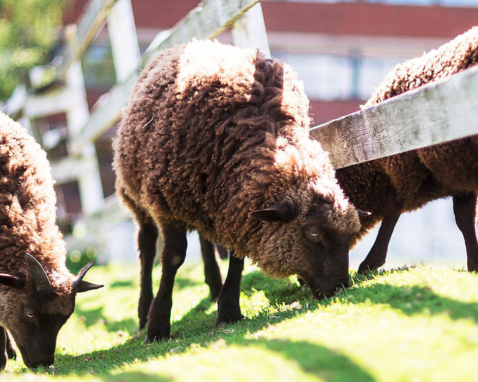 Dyrepasser for en dag