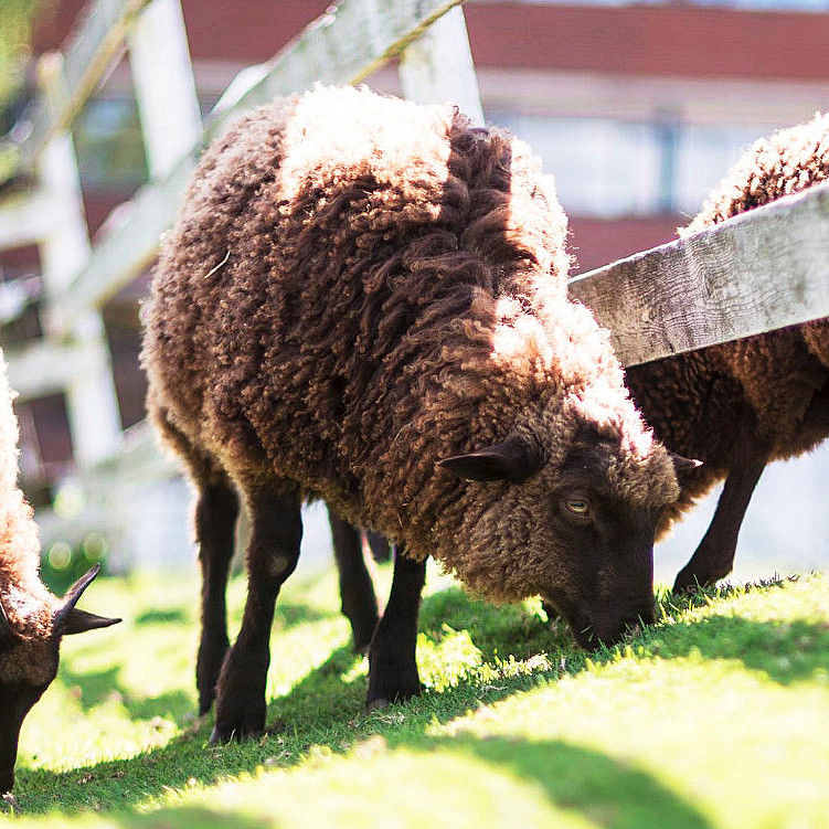 Dyrepasser for en dag