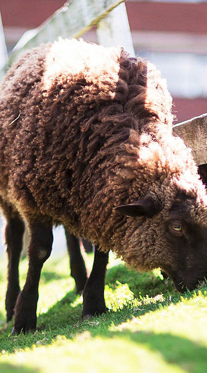 Dyrepasser for en dag