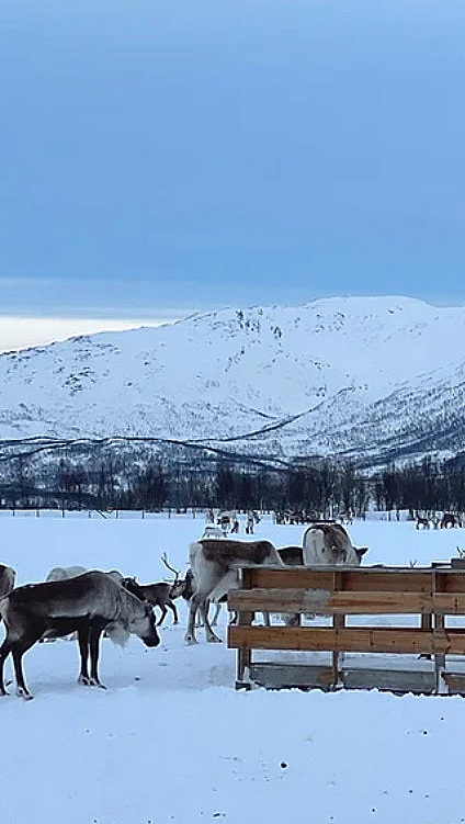 Trehytte og reinsdyr i et snølandskap med fjell i bakgrunnen