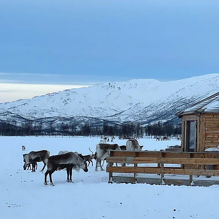 Reinsdyrforing og samisk kultur