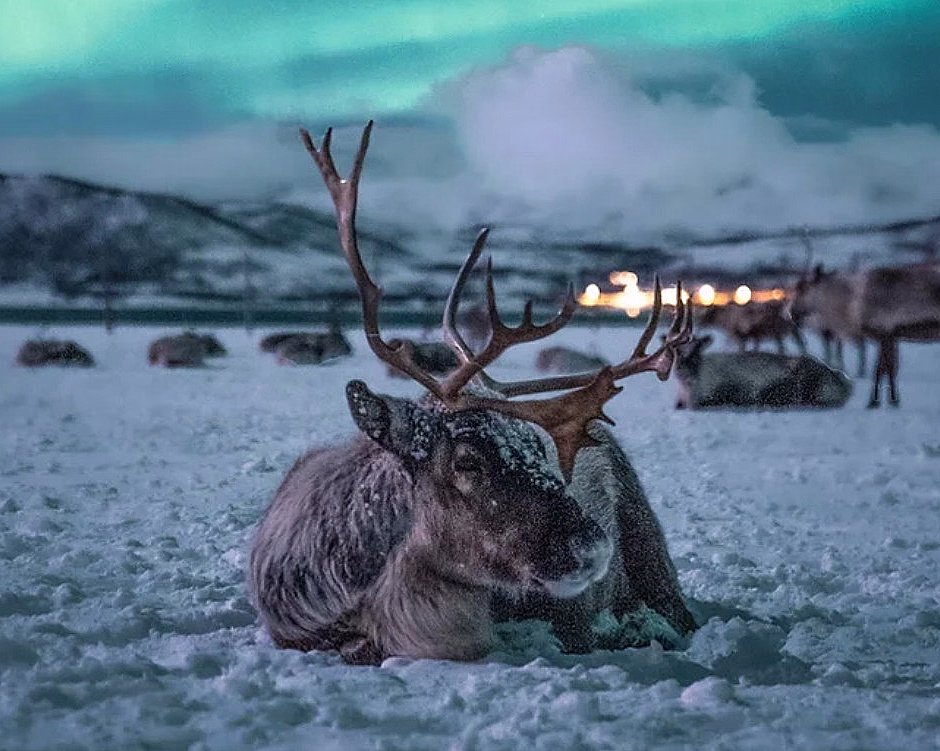 Rein med store gevir som hviler på snøen under nordlys