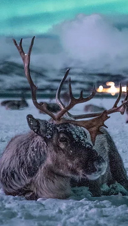 Rein med store gevir som hviler på snøen under nordlys