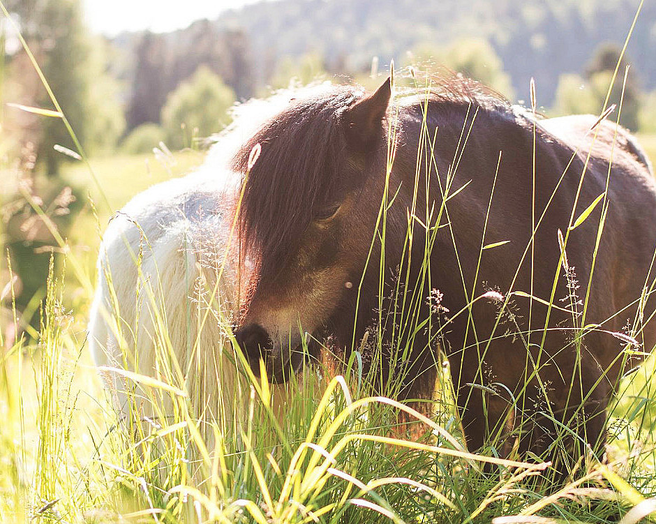 Dyrepasser for en dag