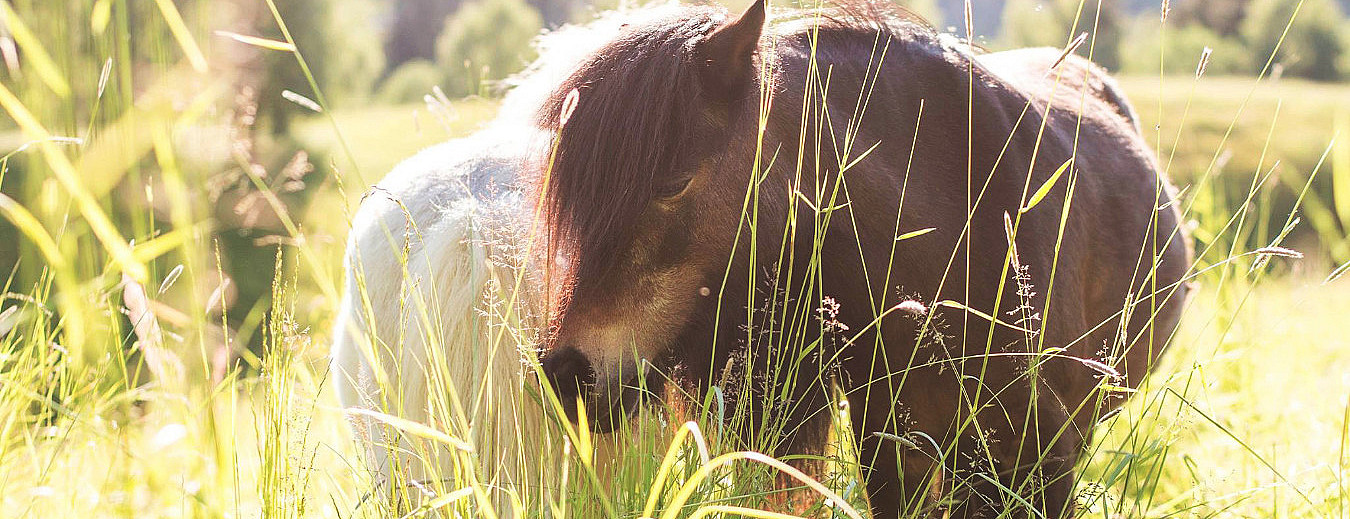 Dyrepasser for en dag