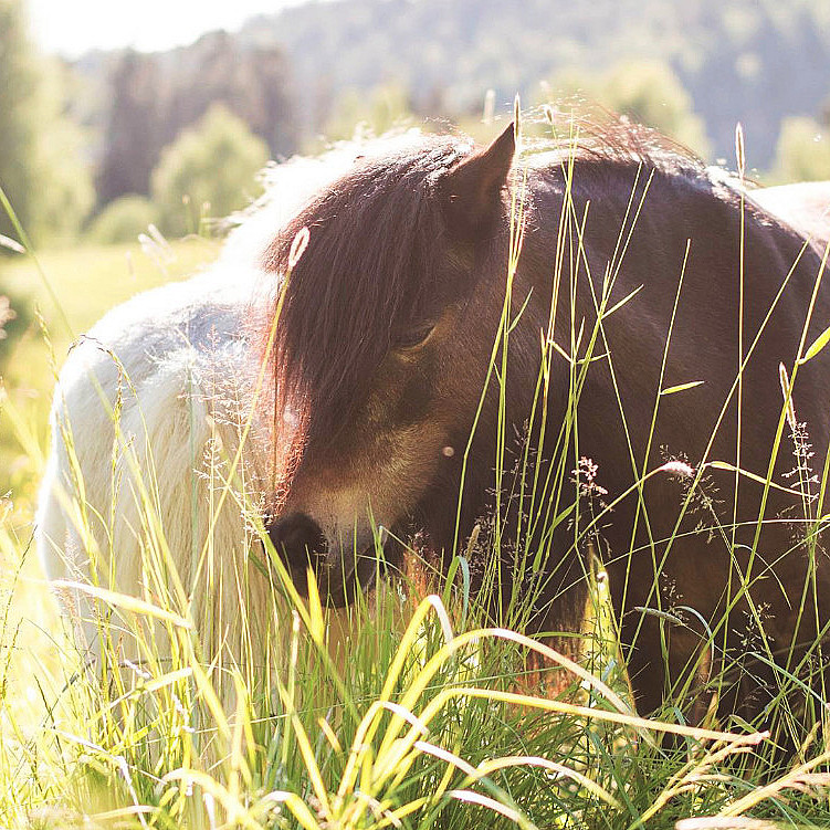 Dyrepasser for en dag