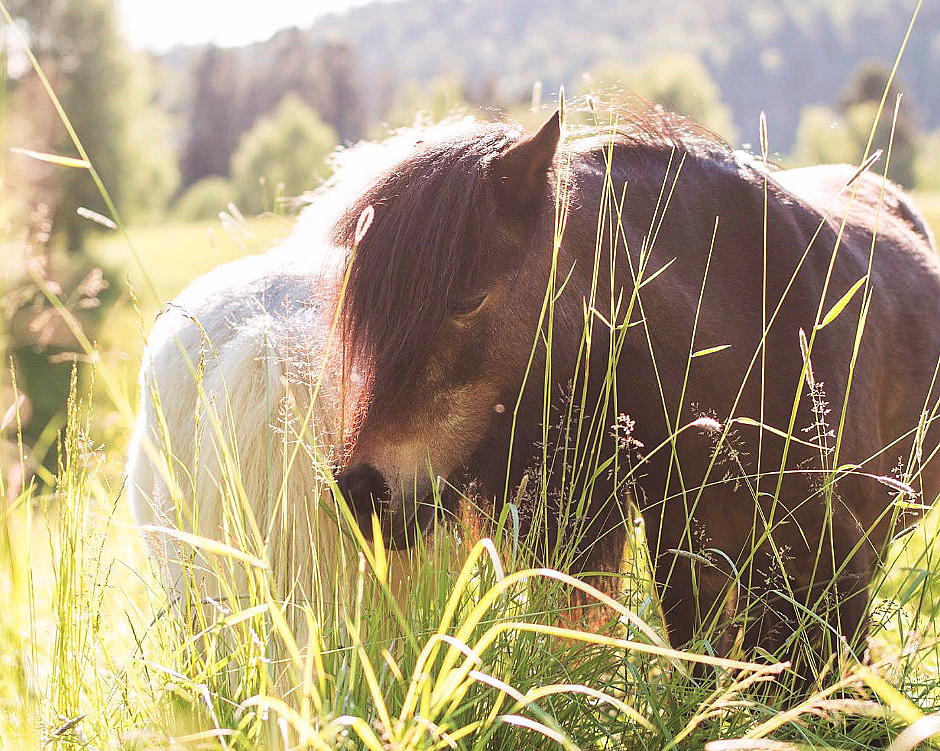 Brun hest som beiter i høyt gress på en solfylt eng