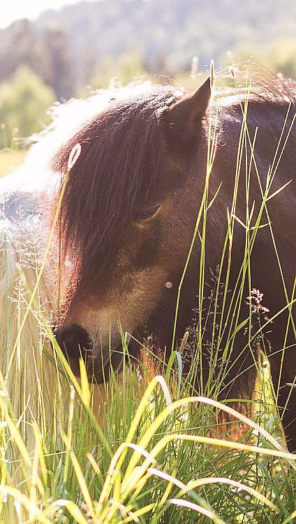 Brun hest som beiter i høyt gress på en solfylt eng
