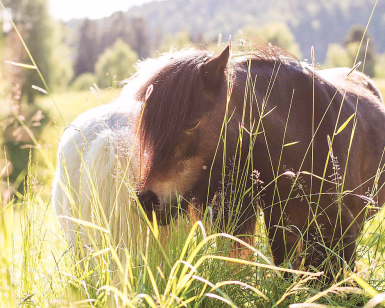 Brun hest som beiter i høyt gress på en solfylt eng