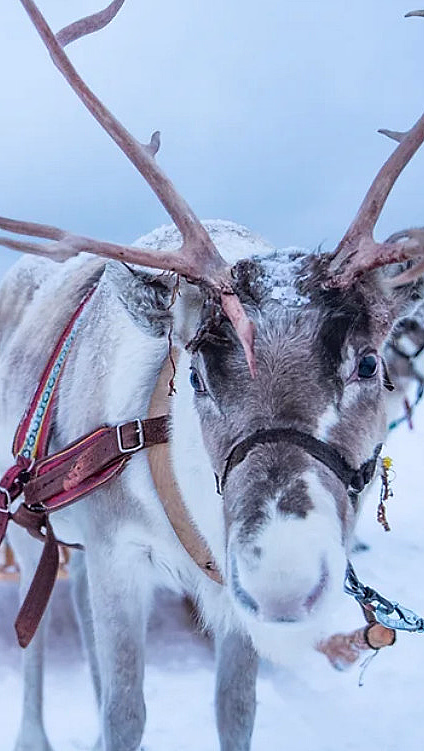 Reinsdyr med gevir og rød sele i snøen med sleder i bakgrunnen