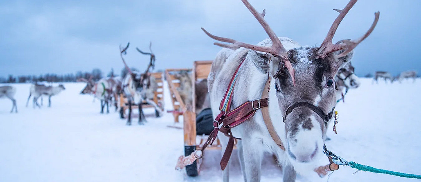 Reinsdyr med gevir og rød sele i snøen med sleder i bakgrunnen