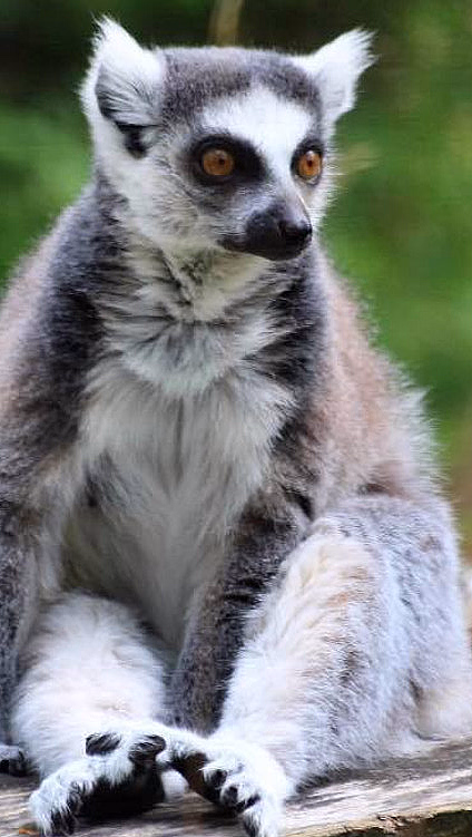 Lemur med oransje øyne og lang stripete hale sitter på en trestokk