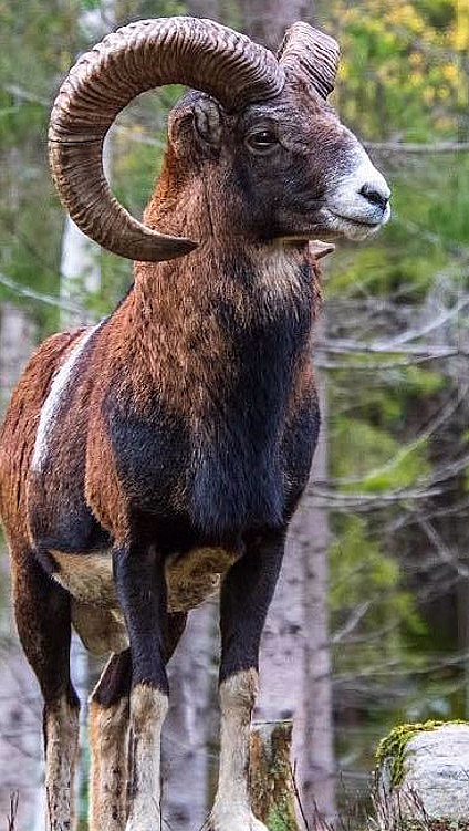 Vær med buede horn og brun og hvit pels i en skog med tynne trær