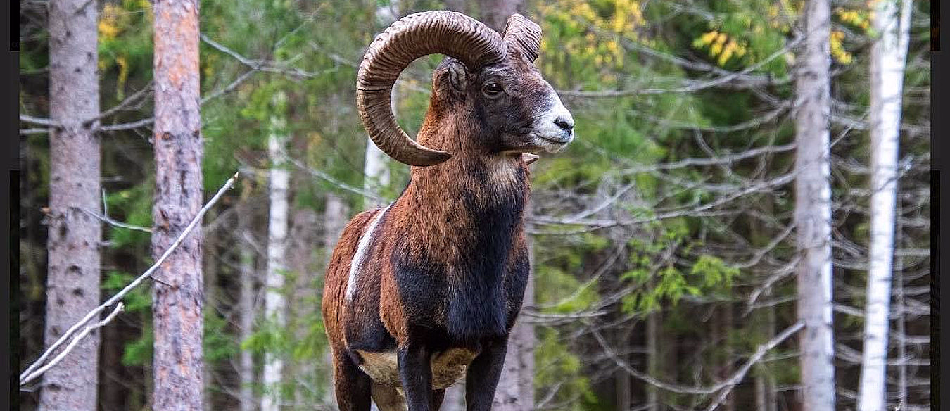 Vær med buede horn og brun og hvit pels i en skog med tynne trær