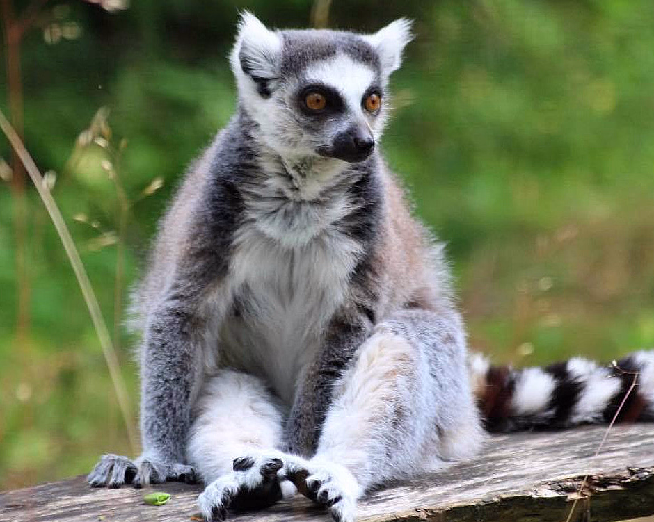 Ringhalelemur med stripete hale og oransje øyne sitter på en trestokk