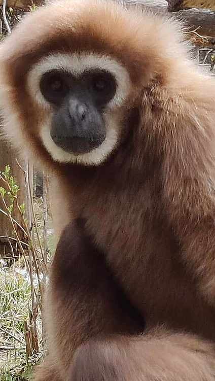 Brun gibbon med hvitt ansikt sitter på gresset ved et tregjerde