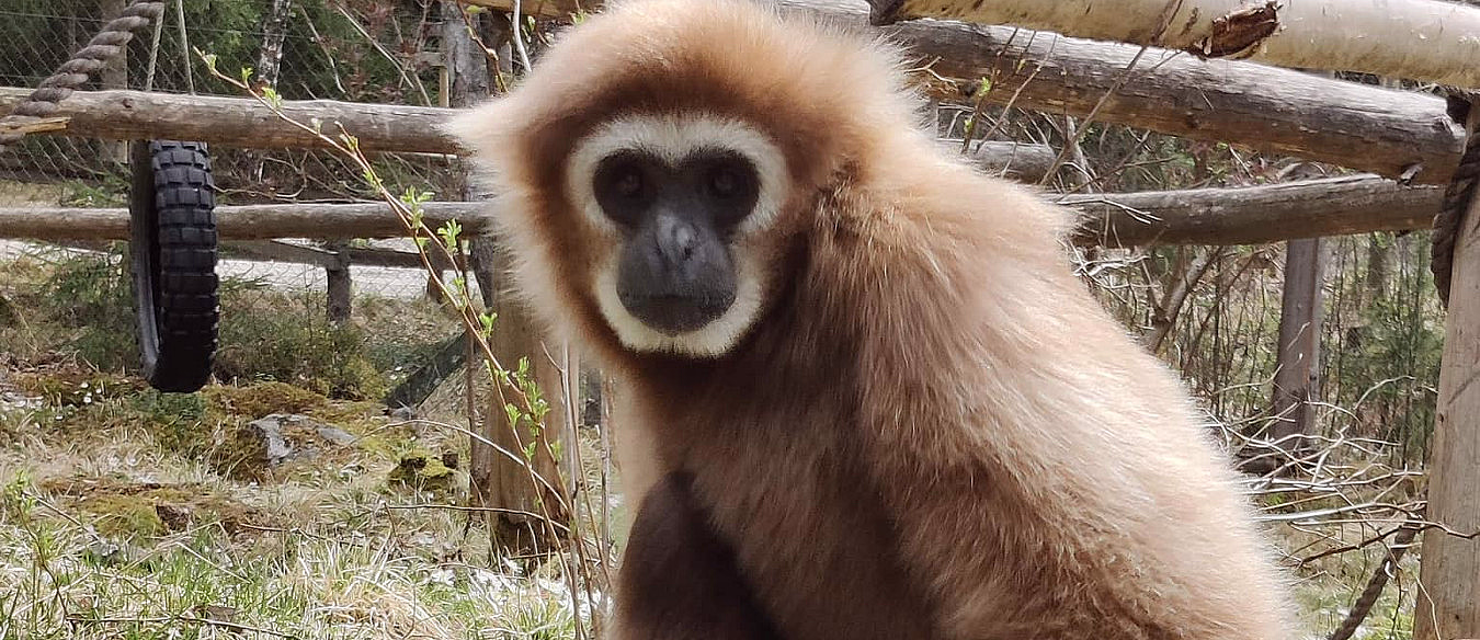 Brun gibbon med hvitt ansikt sitter på gresset ved et tregjerde