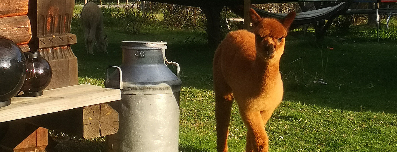 Glamping & alpakkavandring