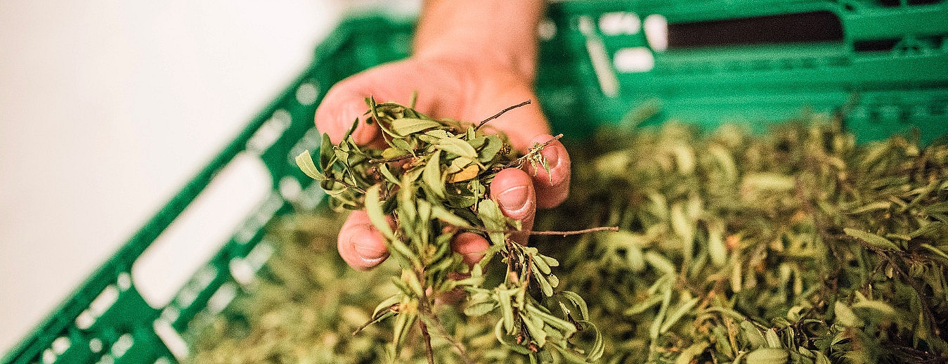 Ginsmaking med destilleriomvisning