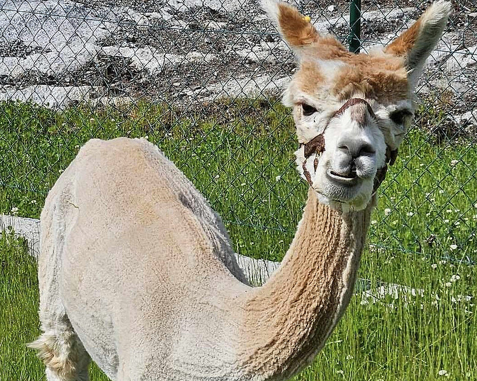 Alpakkabesøk
