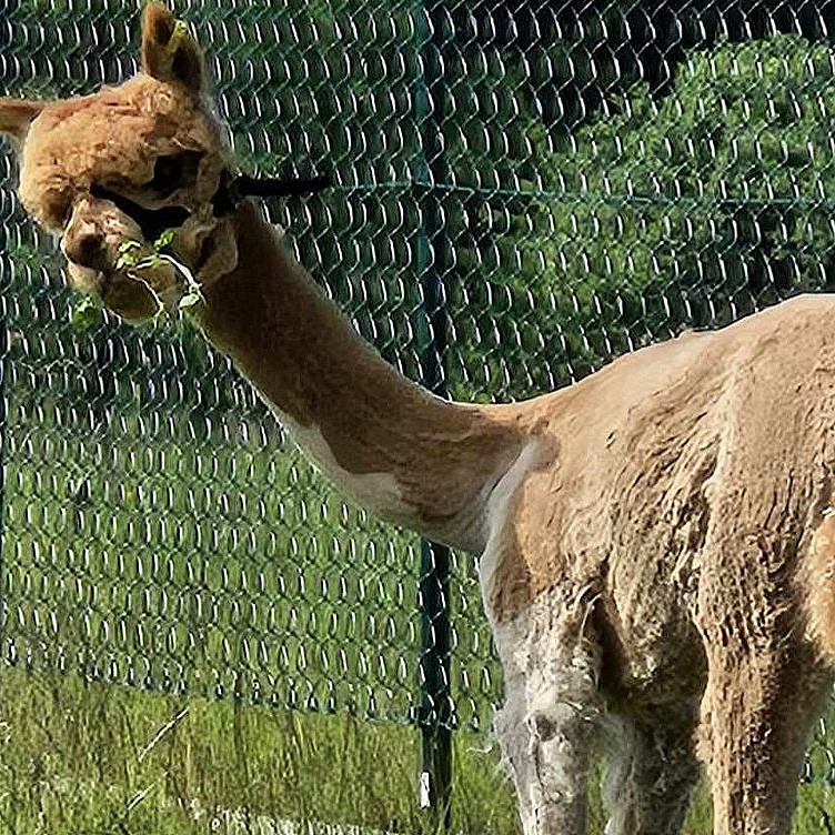 Alpakkabesøk