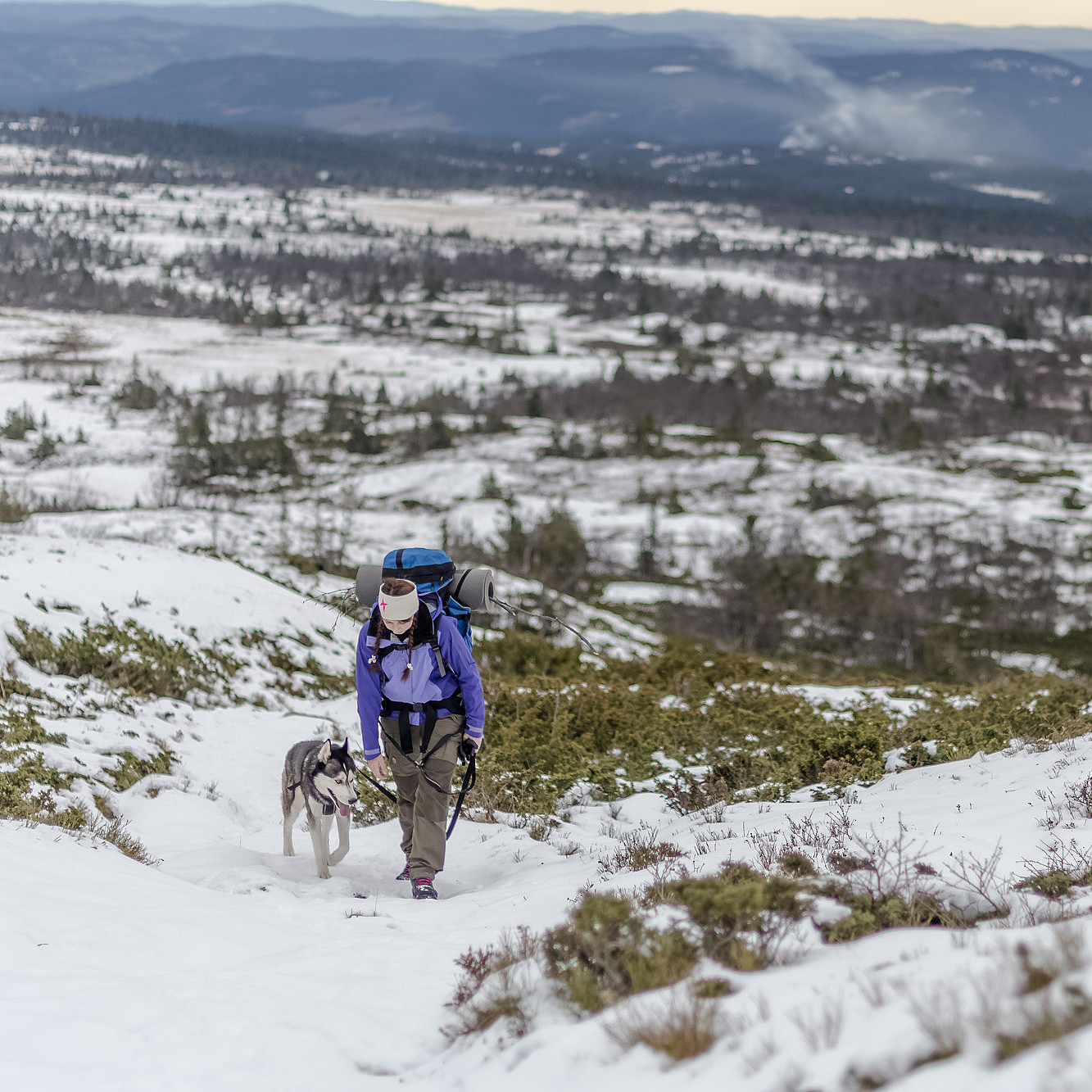Husky hiking