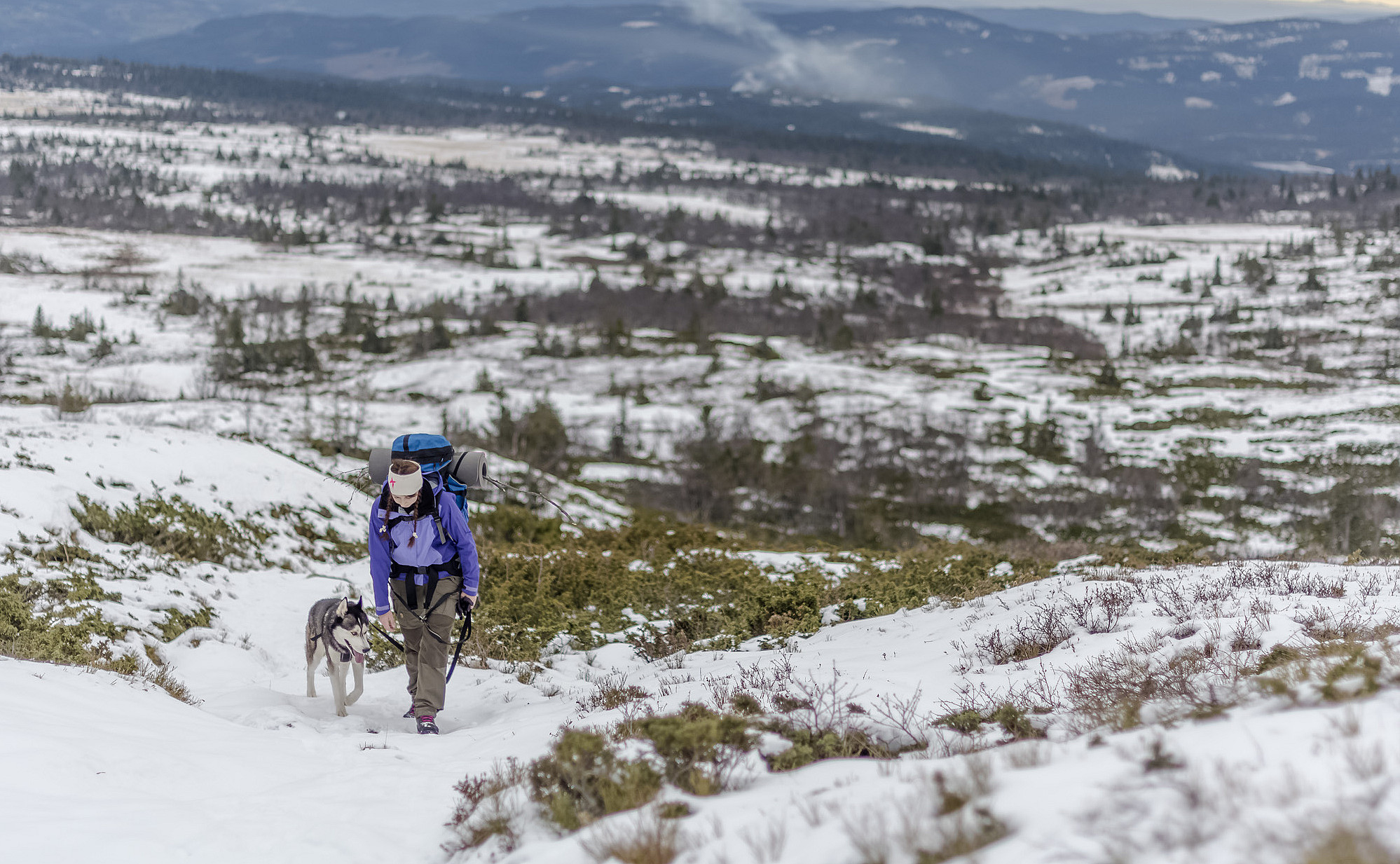 Husky hiking