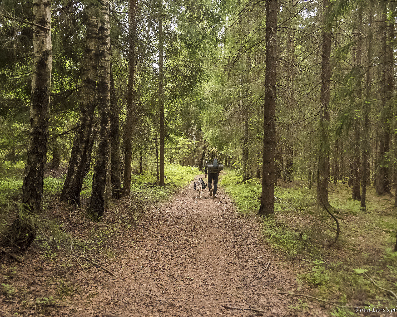 Husky hiking - image 4