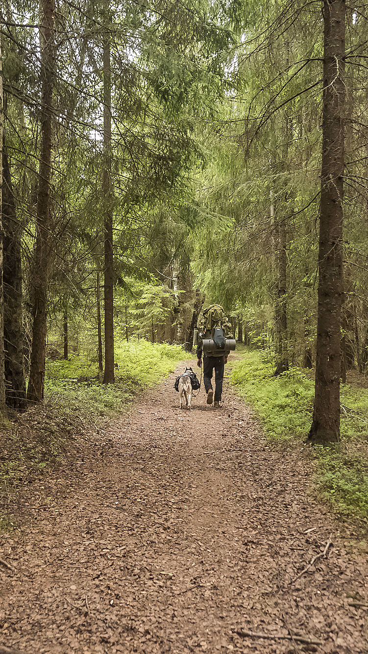 Husky hiking - image 4