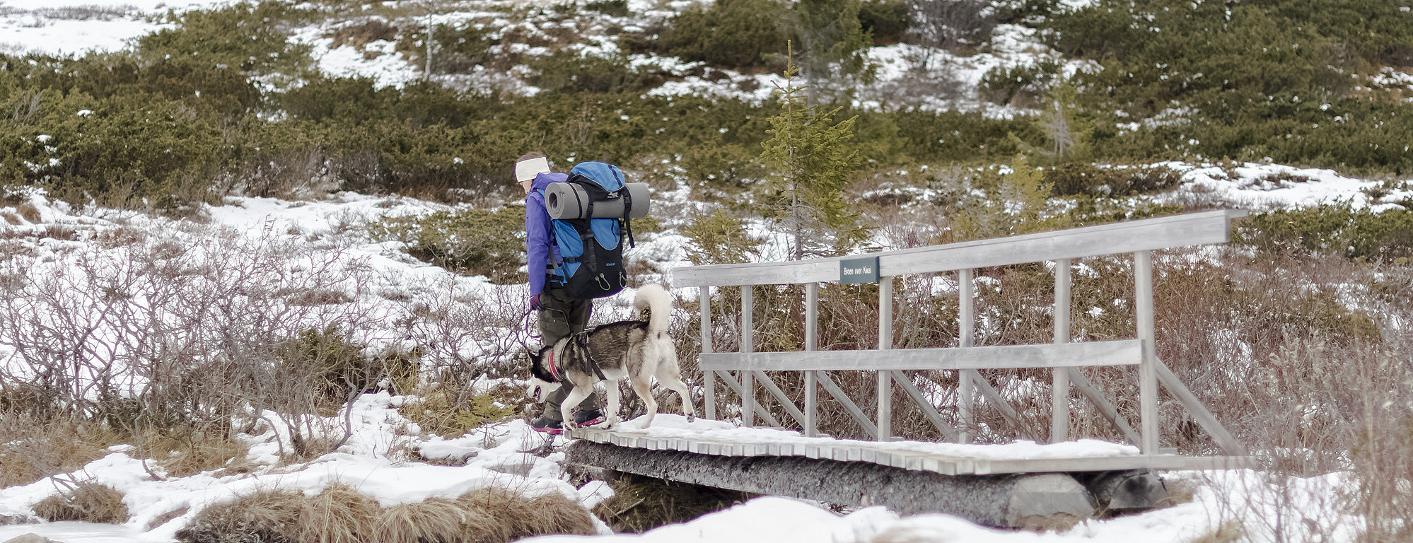 Husky hiking
