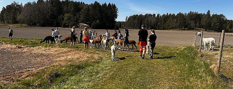 Alpakkavandring for to