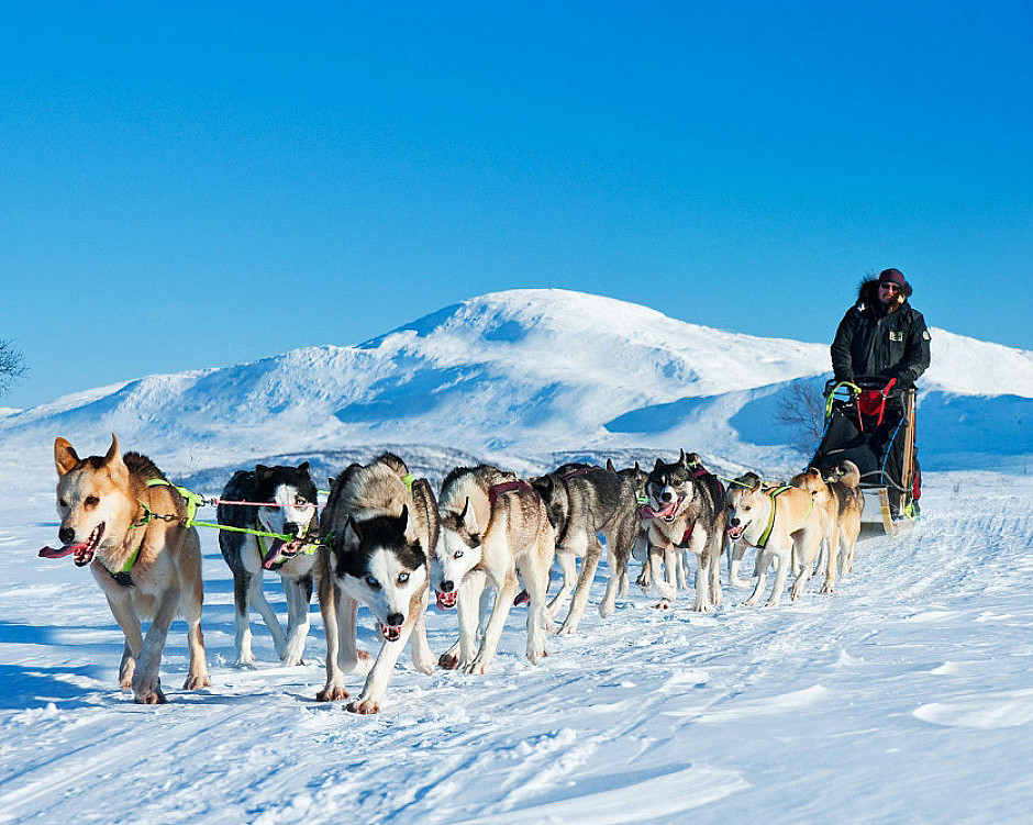 Hundekjøring heldagstur