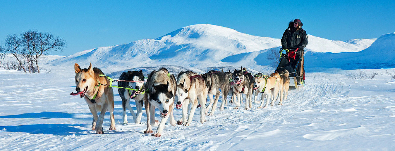 Hundekjøring heldagstur