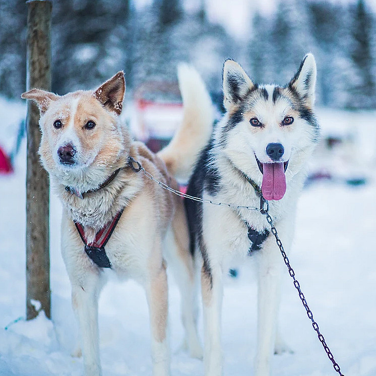 Hundekjøring heldagstur