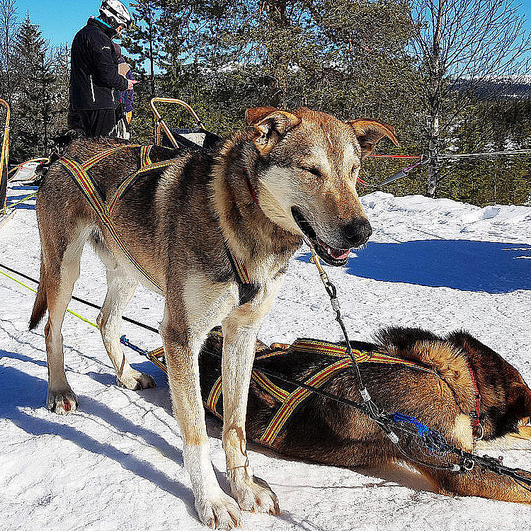 Hundekjøring heldagstur