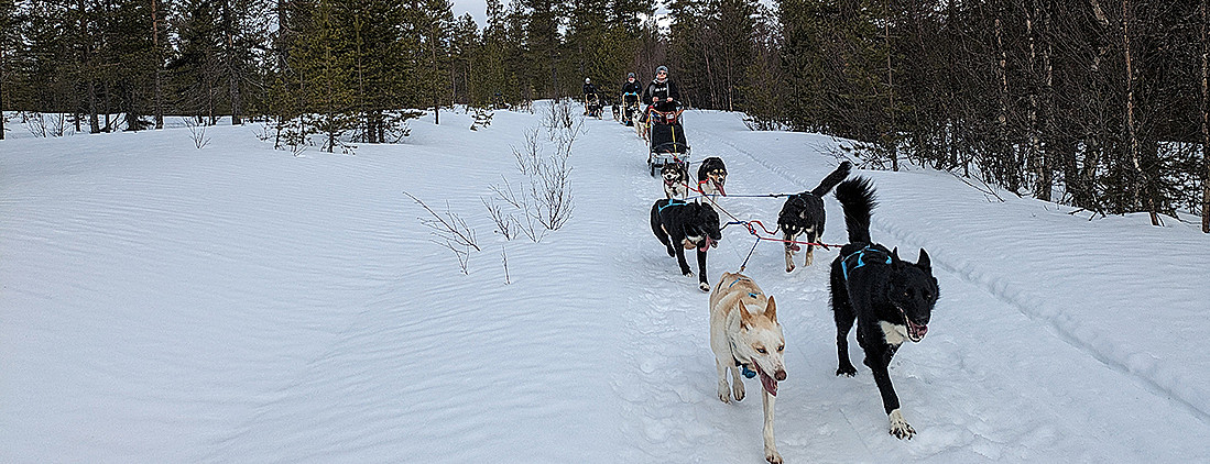 Hundekjøring heldagstur