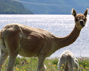 En alpakka som står på en gressplen med gule blomster foran en fjord