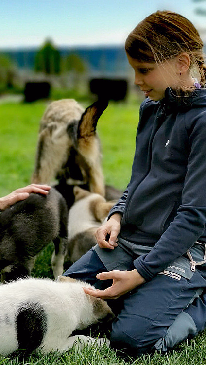 Kennel Husky Besøk - image 1