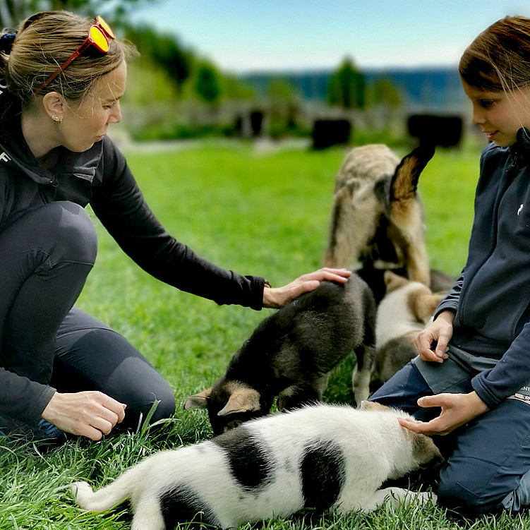 Kennel Husky Besøk