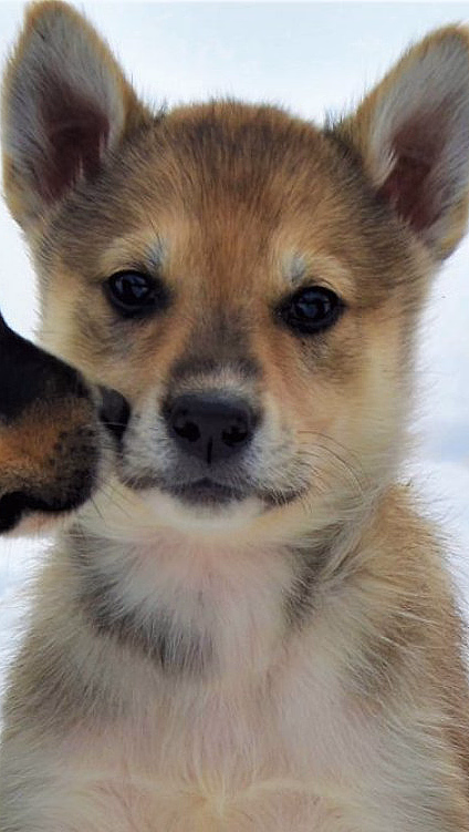 Kennel Husky Besøk - image 2