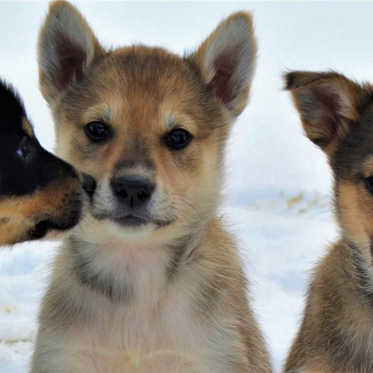 Kennel Husky Besøk