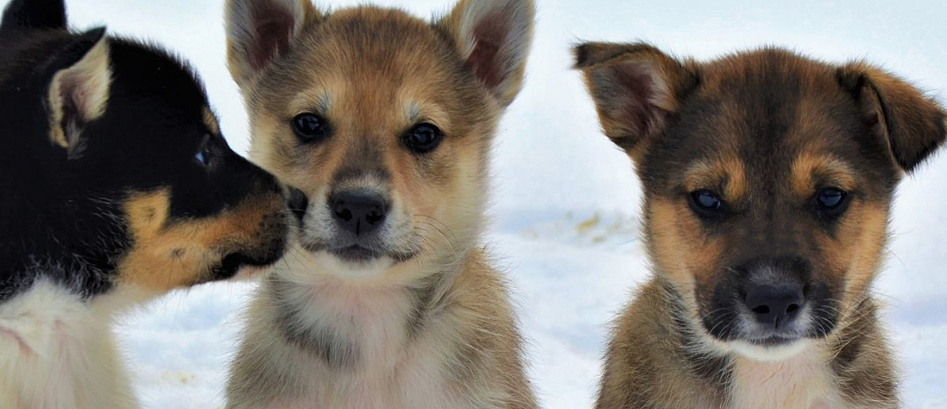 Kennel Husky Besøk