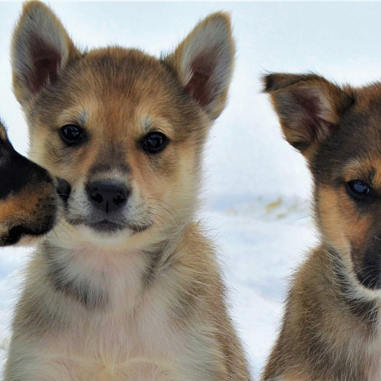 Kennel Husky Besøk