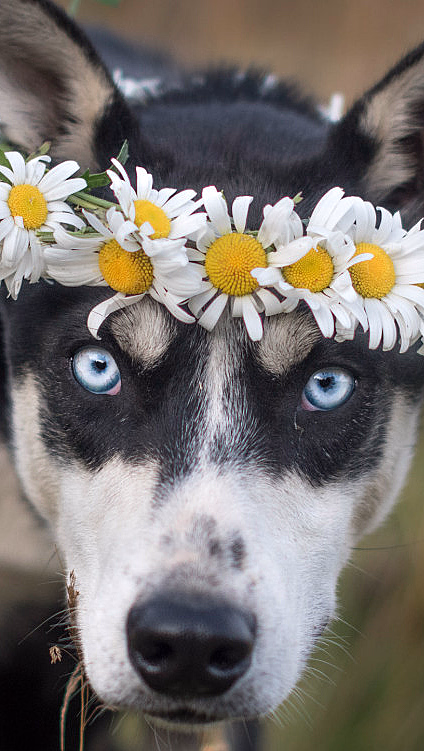 Kennel Husky Besøk - image 3