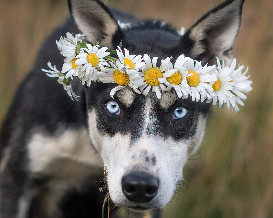 Kennel Husky Besøk