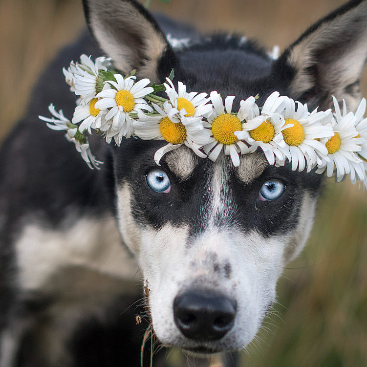 Kennel Husky Besøk