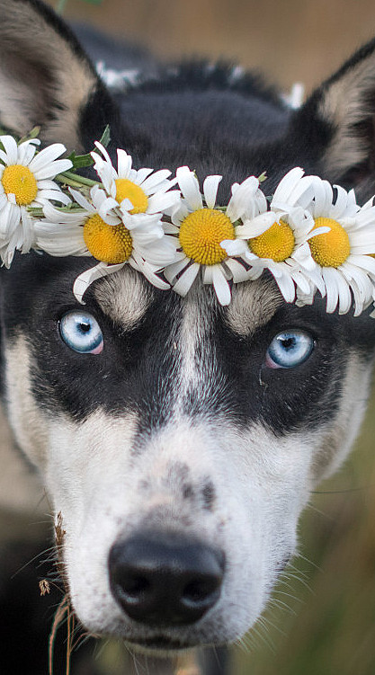 Kennel Husky Besøk