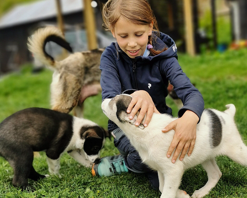 Kennel Husky Besøk - image 4