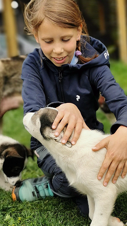 Kennel Husky Besøk - image 4
